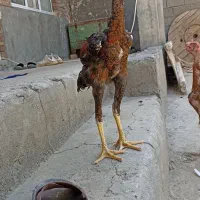 جوجه خروس لاری