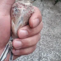 سهره سینه گلی|پرنده|رشت, رودبارتان|دیوار