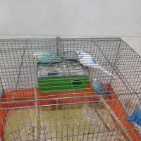 مرغ عشق|پرنده|تهران, گلستان (شهرک راه آهن)|دیوار