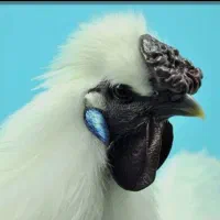 نیمچه مرغ وخروس ابریشمی