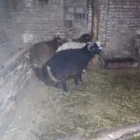 فروش چهار عدد تخلی گوشتی