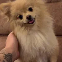 سگ پامر ماده