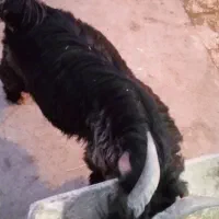 بزغاله کشتی