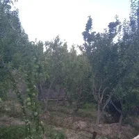 باغچه نقلی