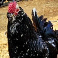 تخم مرغ و جوجه و نیمچه مرغ و خروس گلین محلی