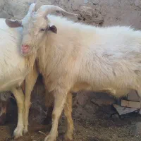 تکه سانن|حیوانات مزرعه|طاغنکوه, |دیوار