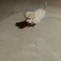 دو عدد توله شیتزو|سگ|سبزوار, شرق کال میانی|دیوار