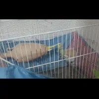 مرغ عشق|پرنده|کاشمر, |دیوار