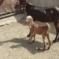 یک بز با بزغاله بزرگ  شیرا