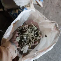 کود کبوتر اورگانیک