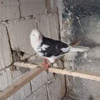کفتر نر ( ابلغ تیکه پاره)|پرنده|کرج, مهرویلا شمالی|دیوار