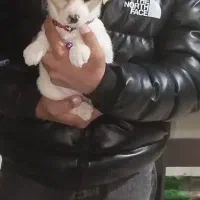 واگذاری سگ نژاد شیتزو