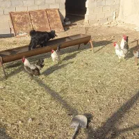 فروش خروس محلی