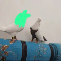 کبوتر دمبی نره سوسنگرد|پرنده|سوسنگرد, |دیوار