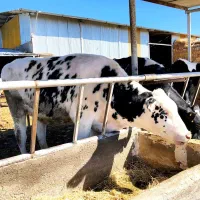 کار در گاوداری