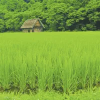 باکس نشاء مدل 858 برنج سینی نشا پلاستیکی فروش عمده