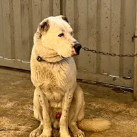 سگ الابای|سگ|تهران, شهرک استقلال|دیوار