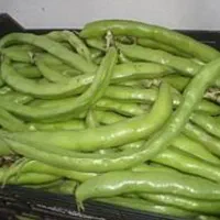 باقله تازه و ارگانیک