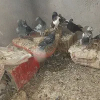 کبوتر فروشی|پرنده|زهک, |دیوار