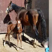 مادیان شش دانگ با کره ۵روزه|اسب و تجهیزات اسبسواری|گیان, |دیوار