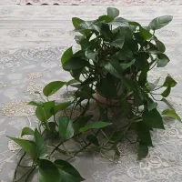 فروش گلهای خانگی سر حال