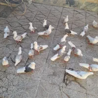 فروش پرنده