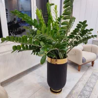 زاموفیلیا سبز