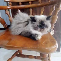 گربه پرشین اورجینال