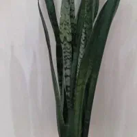 گل سانسوریا