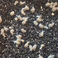 یه تعداد بچه حلزون