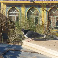 چپ سیاه نر و یک ساده سیاه افشون فروشی|پرنده|جلگه رخ, |دیوار