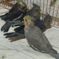 عروس هلندی(جوجه)یک هفته ای