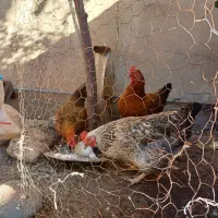 مرغ تخم گذار محلی