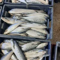 ماهی 100تومان