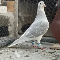 ساده پولکی|پرنده|بردسکن, |دیوار