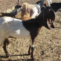 سه عدد بز پاکستانی|حیوانات مزرعه|بانه, |دیوار