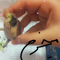 حیوون آرام گم شده