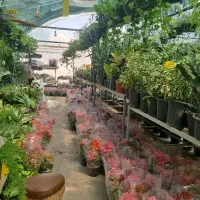 استخدام خانم در گلخانه