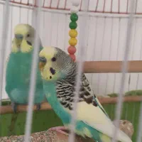 مرغ عشق با قفس پایه دار بلند