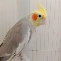 عروس هلندی ماده