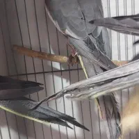 تعدادی عروس مولد با جوحه و تخم|پرنده|باسمنج, |دیوار