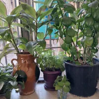 ۴ عدد گل زیبا وسریال کم گزاشتم زود بره|گل و گیاه طبیعی|کرمانشاه, |دیوار