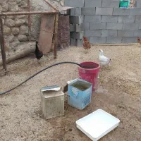 فروش تعدادی مرغ و جوجه بزرگ (جُنگه) قلعه تل|حیوانات مزرعه|ایذه, |دیوار