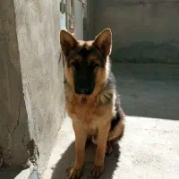 سگ ژرمن شپرد اصل