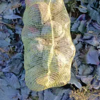 کلم برگ|گل و گیاه طبیعی|اهر, |دیوار