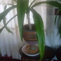 گل موزی|گل و گیاه طبیعی|یزدان شهر, |دیوار