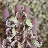 انجیر درجه یک و صادراتی