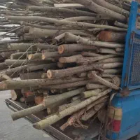 خرید انواع چوب ترو خشک سقفی ذغالی