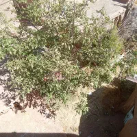 خریدار چوب درخت گردو تیر سقف خانه   چنار صنوبر|خدمات باغبانی و درختکاری|ساوه, |دیوار