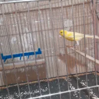 قناری نر ریزه خون